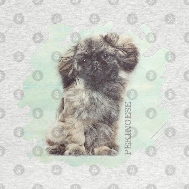 Sketch  of fluffy  Pekingese puppy by Nartissima